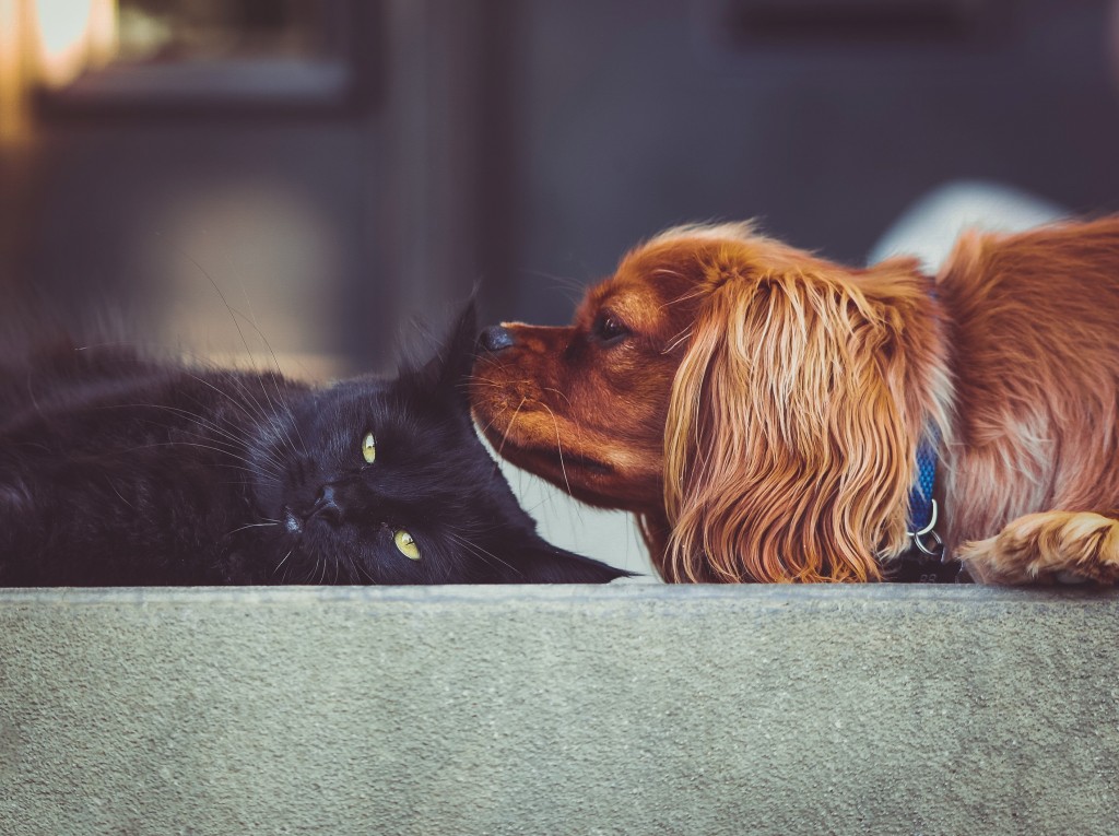 Cat and dog trust